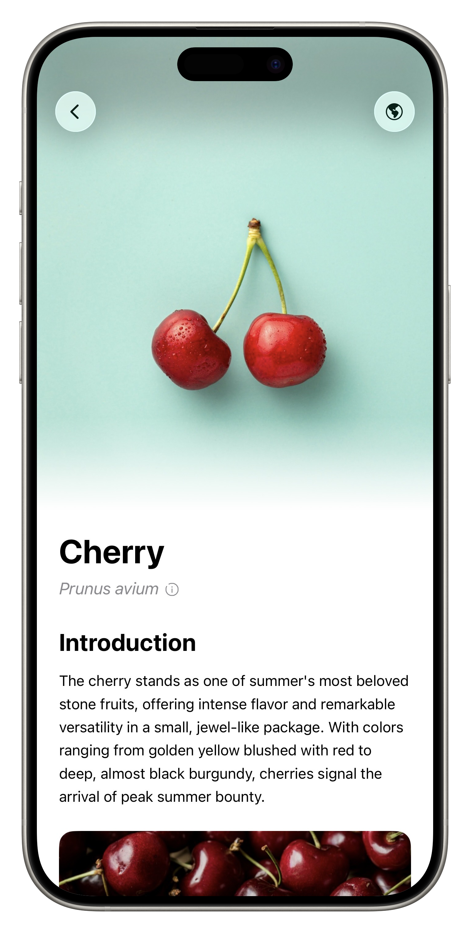 Fresh App Screenshot